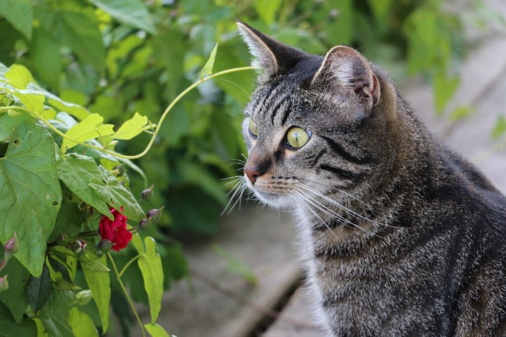 Auf dem Bild sieht man eine getigerte Katze mit einem verträumten Blick auf eine rote Knospe einer Blume