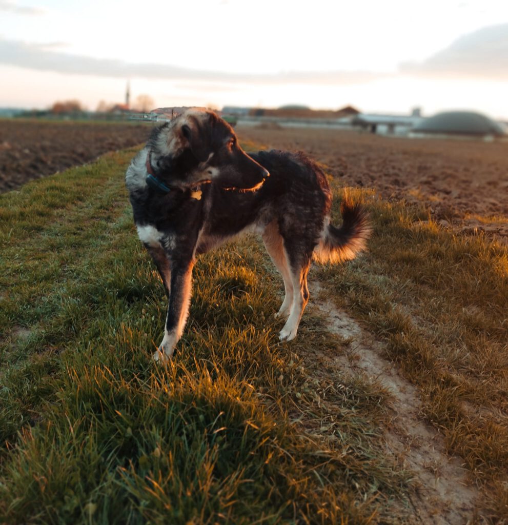 Auf dem Bild sieht man einen schwarz-weißen Hund im Sonnenuntergang auf einem Feldweg