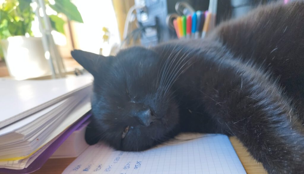 Auf dem Bild sieht man eine schwarze Katze die auf einem Blatt Papier schläft, im Hintergrund eine Pflanze und ein paar Buntstifte